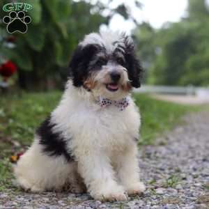 Tundra, Mini Bernedoodle Puppy